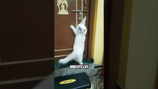 Naughty cat Opening Door naughtycat catshorts catlover cats catvideos [upl. by Anaes]