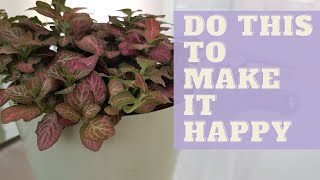 How To Grow NERVE PLANT  How to Care for Fittonia Plant [upl. by Brier]