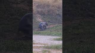 Newborn Hippos First Steps on Dry Land [upl. by Asselem]