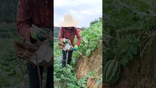 Growing Organic Watermelons On The Mountain satisfying farming agriculture [upl. by Parrnell]