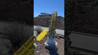 Haleakala National Park Only Plant Survive mountains styleadventure life expidition height [upl. by Tamera860]