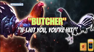 BUTCHER GAMEFOWL BLOODLINE Fighting Style and History [upl. by Euqinoj]