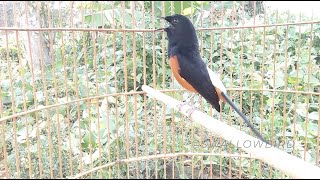 White Rumped Shama song bird sings [upl. by Caz]