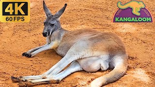 Busch Gardens Kangaloom Cangurus Tour Completo 4K  04 Maio 2024 [upl. by Brendis203]