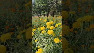 Genda flower plant gardenflowerplants shortvideo [upl. by Curson]