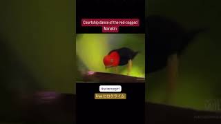 RedCapped Manakin courtship dance bird sciencegirl [upl. by Wendel]