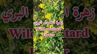 فوائد واستعمالات زهرة الخردل البريWild mustard flower benefitsfleur de la moutarde sauvageshorts [upl. by Linden]