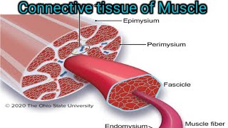 Connective Tissue of Skeletal Muscle [upl. by Kcaz]