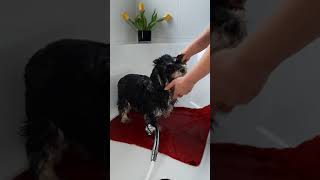 Tipps Tricks einem Welpen baden beibringenHund badet an die Badewanne gweöhnen mHundebademantel [upl. by Nuhsal781]