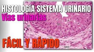 Histología del Sistema Urinario FÁCIL Y RÁPIDO [upl. by Hailahk]