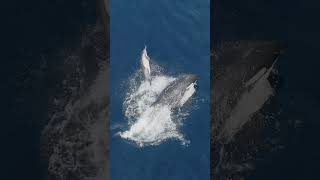 Killer Whale hunts a common dolphin natureismetal ocean orca [upl. by Lucio]