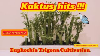 CARA MEMBUDIDAYAKAN DAN REPOTTING KAKTUS EUPHORBIA TRIGONA PANDUAN LENGKAP [upl. by Trixy243]