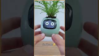 How could anyone rest this adorable plant pet 😇 shorts find flowerpot [upl. by Llejk789]