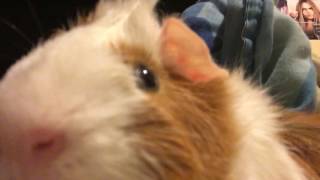 Guinea pig sneezing [upl. by Akihsat]