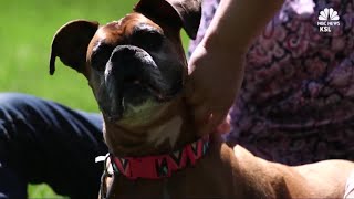 Family discovers euthanized dog still alive [upl. by Angadreme]