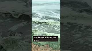 What is bluegreen algae shorts [upl. by Anafetse630]