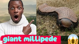 Arthropleura the giant millipede  extinct or alive  myth solved [upl. by Wareing]