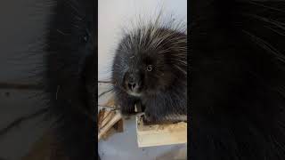 How Do North American Porcupines Survive Winter shorts [upl. by Aicenert]