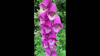 How to grow Digitalis Purpurea  Foxglove for colour amp structure attracting bees and pollinators [upl. by Erv724]