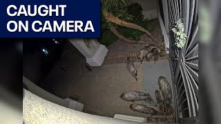 Camera captures javelina squadron outside Phoenix home [upl. by Ayidah]