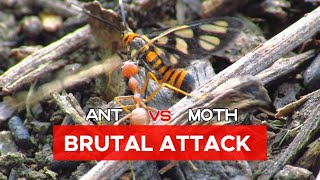 The Brutal Moment of Weaver Ant attack Amata Huebneri Moth  Insects World [upl. by Amena639]