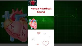 human heart beat sound shorts humanheart heartbeat [upl. by Nosremaj]