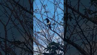 a Oriental Magpie crying on a tree [upl. by Clayborne113]