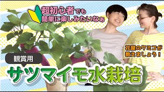 超初心者向け「③超簡単なサツマイモの水栽培」葉子の自家収穫への道 素朴な疑問 フラワーレッスン 花屋 まいにち植物 パルテール [upl. by Runkel418]