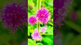 Miracle Benefits of Touch Me Not Plant Everyone Needs to Know medicinalplants youtubeshorts [upl. by Anwat]