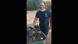 Growing Celery and Beets for Bloodflow [upl. by Skip]