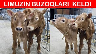 LIMUZIN BUQACHALRI ZOʻRIDAN KELDI🏃😲📞998259999 [upl. by Kaslik]