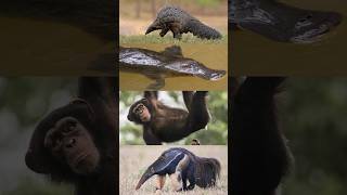 What do a chimp a platypus an anteater and a pangolin have in common [upl. by Eckblad]