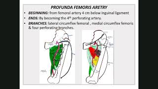 Arteries of lower limb 21 [upl. by Hanoj]