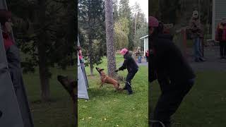 Spacetime Enceladus Candidum doglove dogtraining malinois workingdog dog doglife funny igp [upl. by Irakuy879]