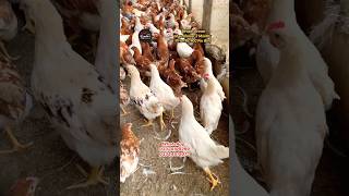 Bovans brown farming  Bovan brown Pakistan  poultry farming business  poultry farming in Pakistan [upl. by Dubenko]