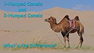 1 Humped camels and 2 humped camels Whats the Difference [upl. by Mccartan85]