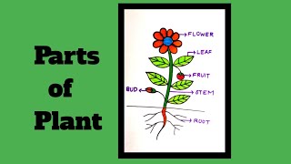 parts of plant easy drawinghow to make parts of plant [upl. by Irafat]