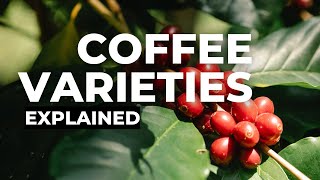 Coffee Varieties Arabica [upl. by Kannav]