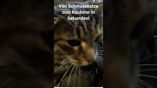 Von Schmusekatze zum Raubtier in Sekunden [upl. by Arly677]