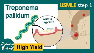 Treponema Pallidum  syphilis  Pathogenesis mechanism and treatment for Treponema  USMLE Step 1 [upl. by Odnesor924]