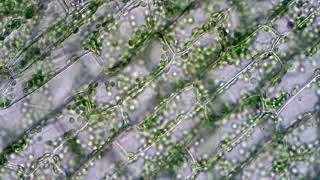 Chloroplasts moving by cytoplasmic streaming in elodea leaf cells Microscope 40x view [upl. by Restivo983]