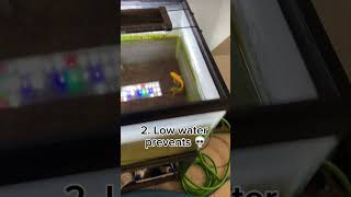 1010 fish tank for sure fyp shorts fish goldfish fishkeeping prank [upl. by Wendye944]