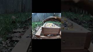 Squirrel vs Squirrel vs Chipmunk [upl. by Chuch]