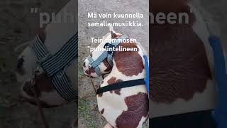 Voin samalla kuunnella musaa✨️ kepparit keppari keppihevonen kepsut hobbyhorse [upl. by Rednazxela]