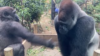 遊んでくれない父親の顔をビンタして立ち去るキンタロウw⭐️ゴリラGorilla【京都市動物園】Kintaro slapped his father for not playing with him [upl. by Eidson412]