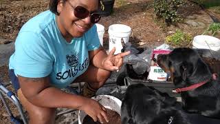 How To Grow Potatoes In A 5 Gallon Bucket [upl. by Aneerehs]