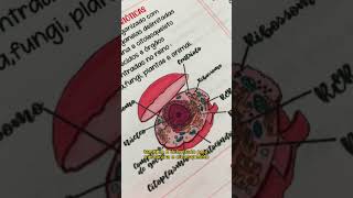 Célula eucariotica x procariótica saiba diferenciar [upl. by Zampardi136]