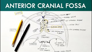 Anterior Cranial Fossa  Anatomy Tutorial [upl. by Roinuj]