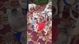 Husky squad dayout pets dog puppy love viralvideo trending viralshorts doglover [upl. by Hsiwhem]