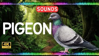 Pigeon Sound effect Animal Sounds Library [upl. by Houser]